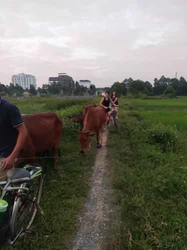 Tam Coc Lotus Flower Homestay Tam Coc Lotus Flower Homestay