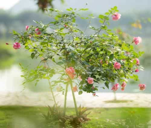 Serena riverside homestay - Trang An Serena riverside homestay - Trang An