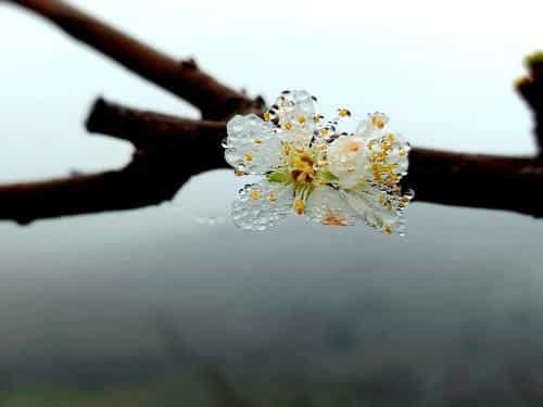 Moc Chau Peachy Garden Homestay