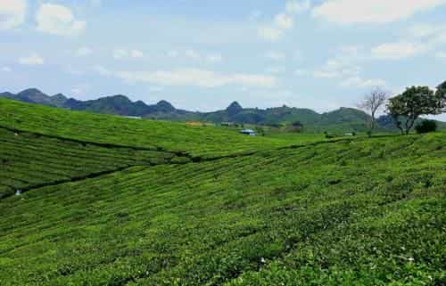 Homstay Sinh thai Cay Sung Moc Chau