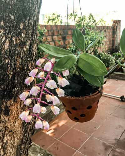 Vietnam Phuot Homestay