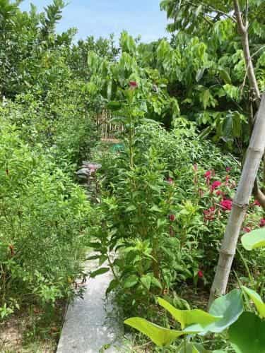 Tre Xanh Homestay Tre Xanh Homestay