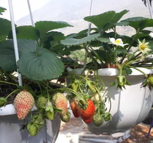 Organic Farm Homestay Organic Farm Homestay