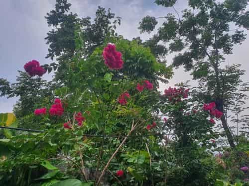 Ninh Binh Bamboo Farmstay Ninh Binh Bamboo Farmstay