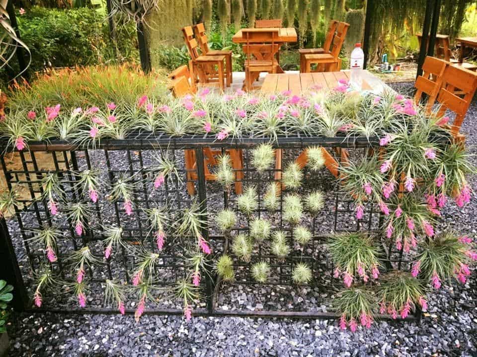 Tillandsia Resort