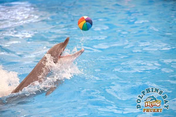 Dolphins Bay Phuket for Thai Residents2