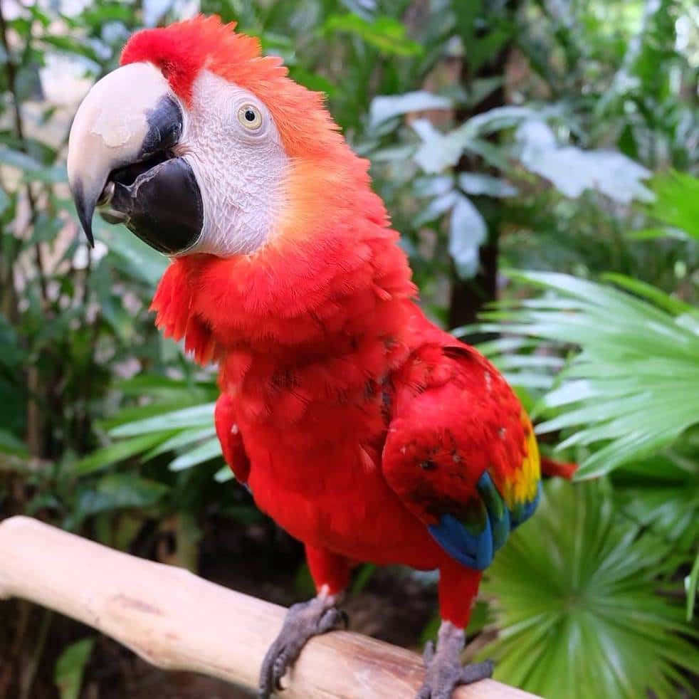 บัตรเข้าชมสวนนกภูเก็ต (Phuket Bird Park)2