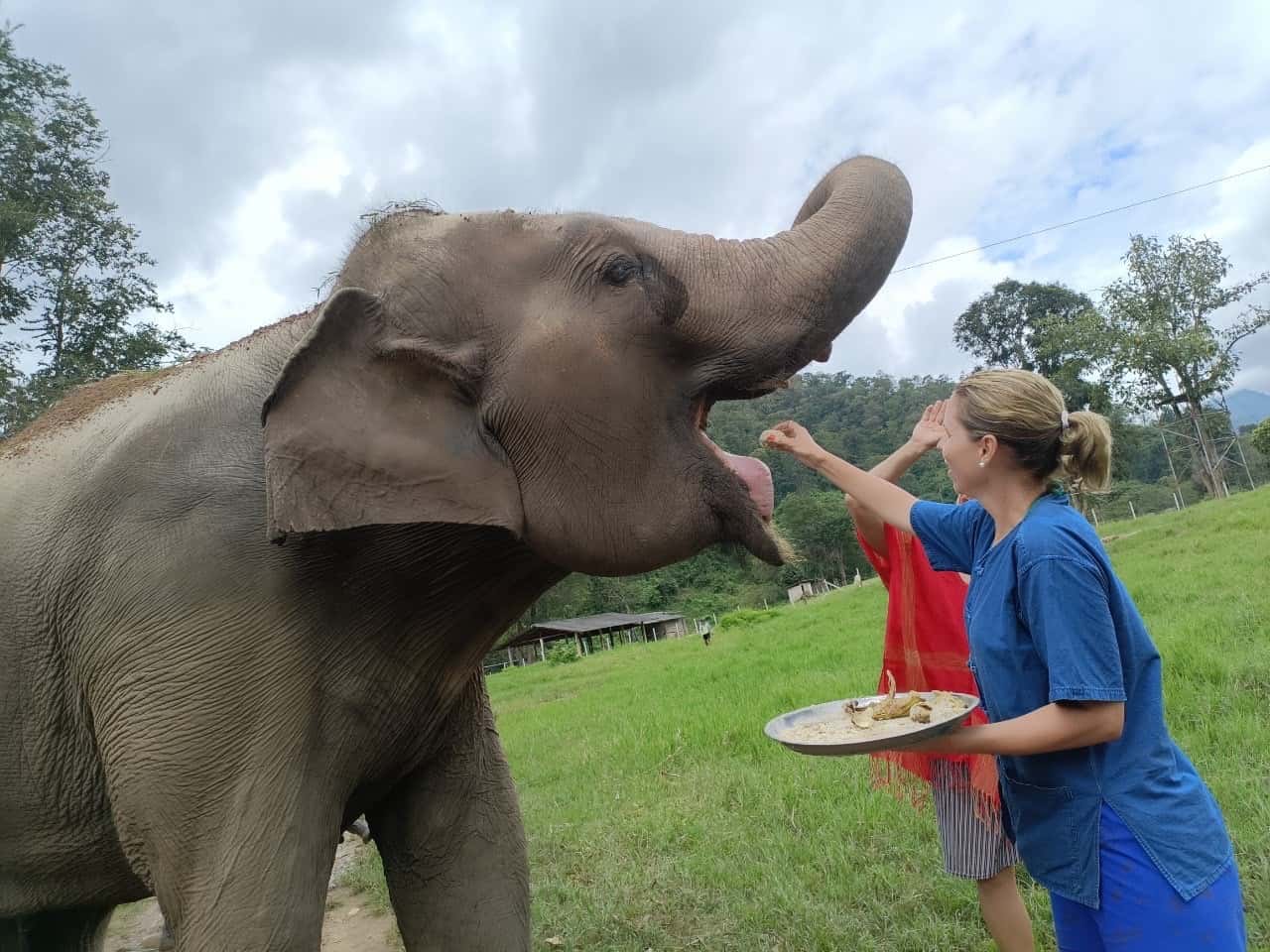 Elephant Care & Bonding Experience at Chokchai Elephant Camp1
