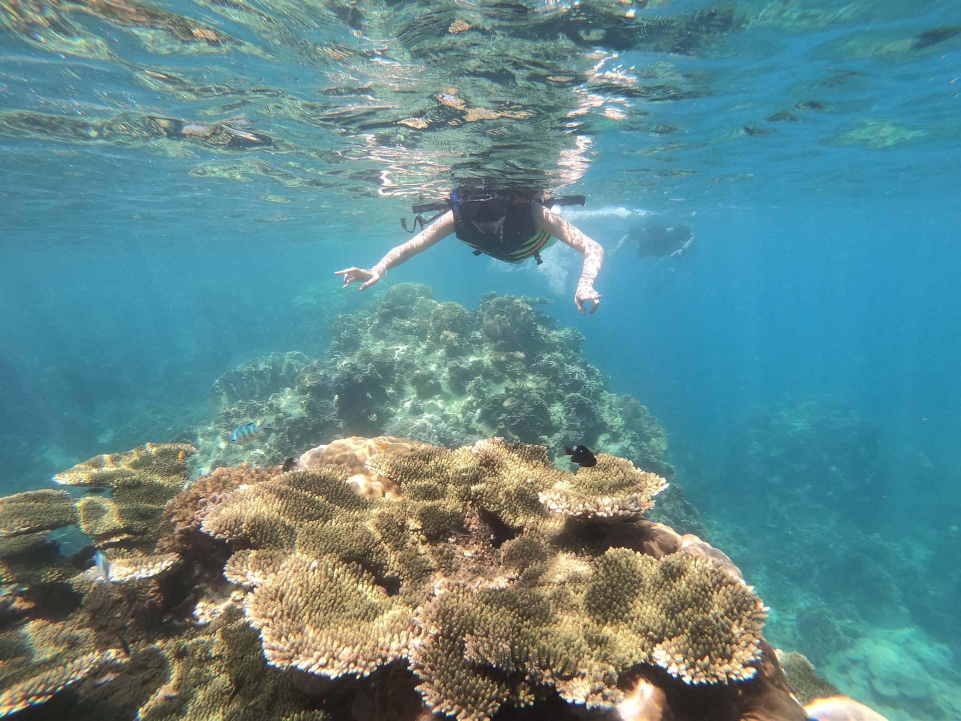 ทัวร์ดำน้ำเกาะเต่าและเกาะนางยวน โดยเรือสปีดโบ๊ท จากสมุย ทริปเที่ยว และเดย์ทริป2