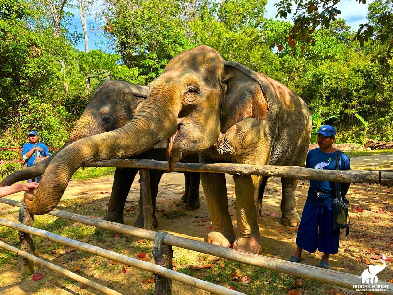 Phuket: Hidden Forest Elephant Reserve with Meal & Transfer Trips and Day Trips1