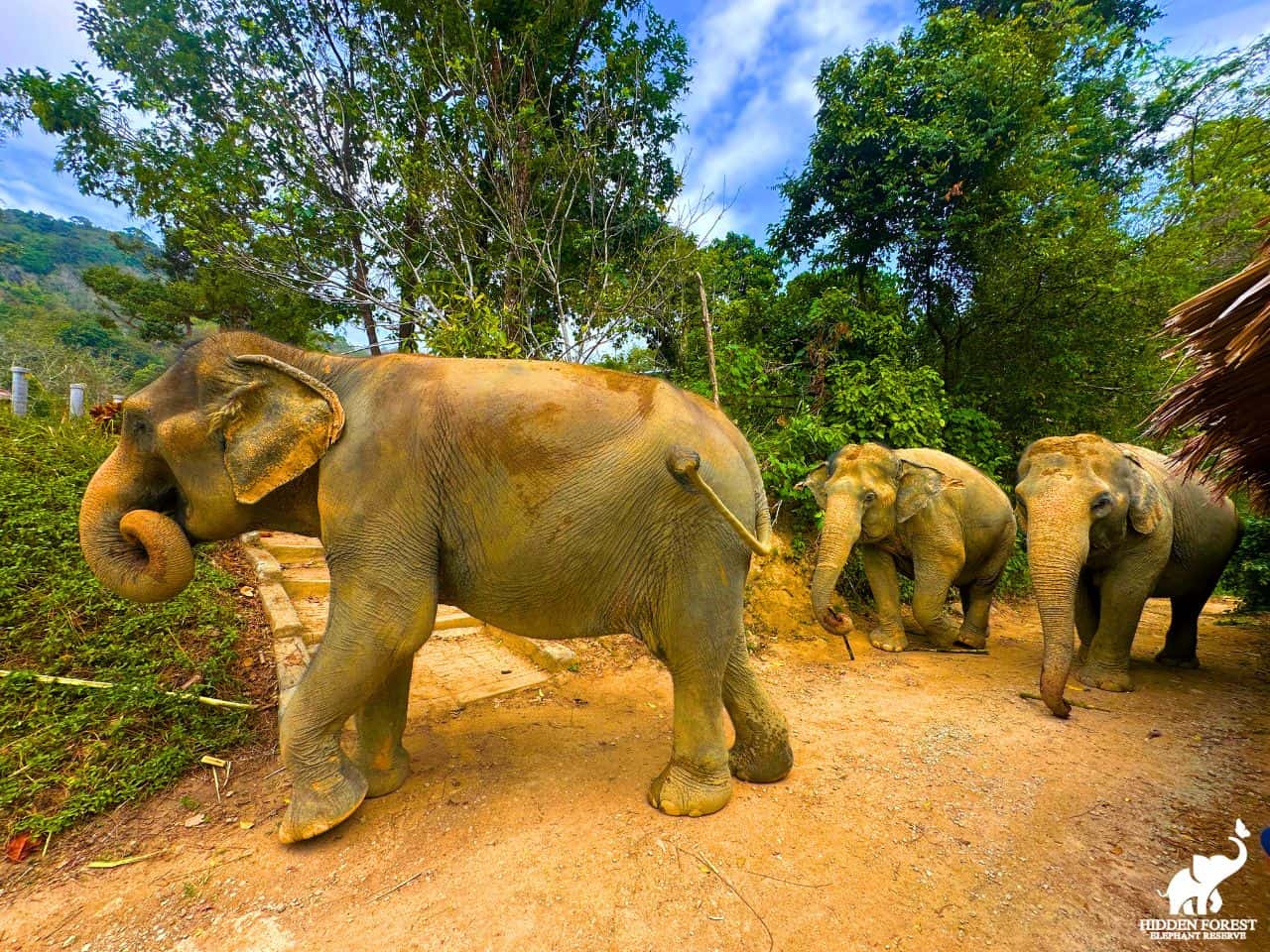 Phuket: Hidden Forest Elephant Reserve with Meal & Transfer Trips and Day Trips2