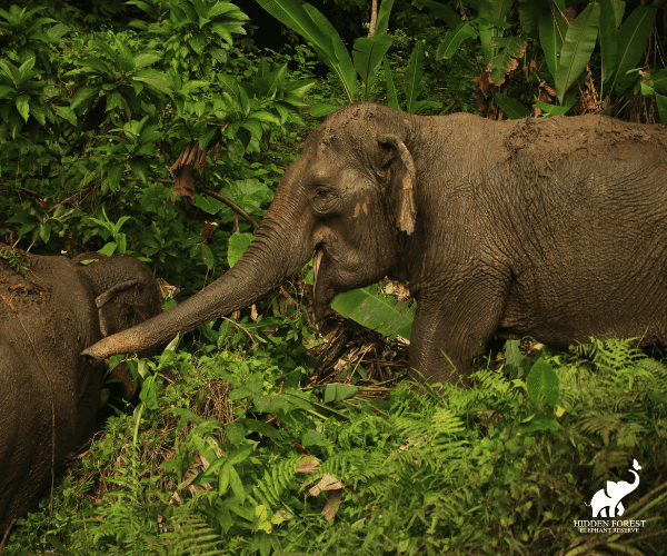 Phuket: Hidden Forest Elephant Reserve with Meal & Transfer Trips and Day Trips3