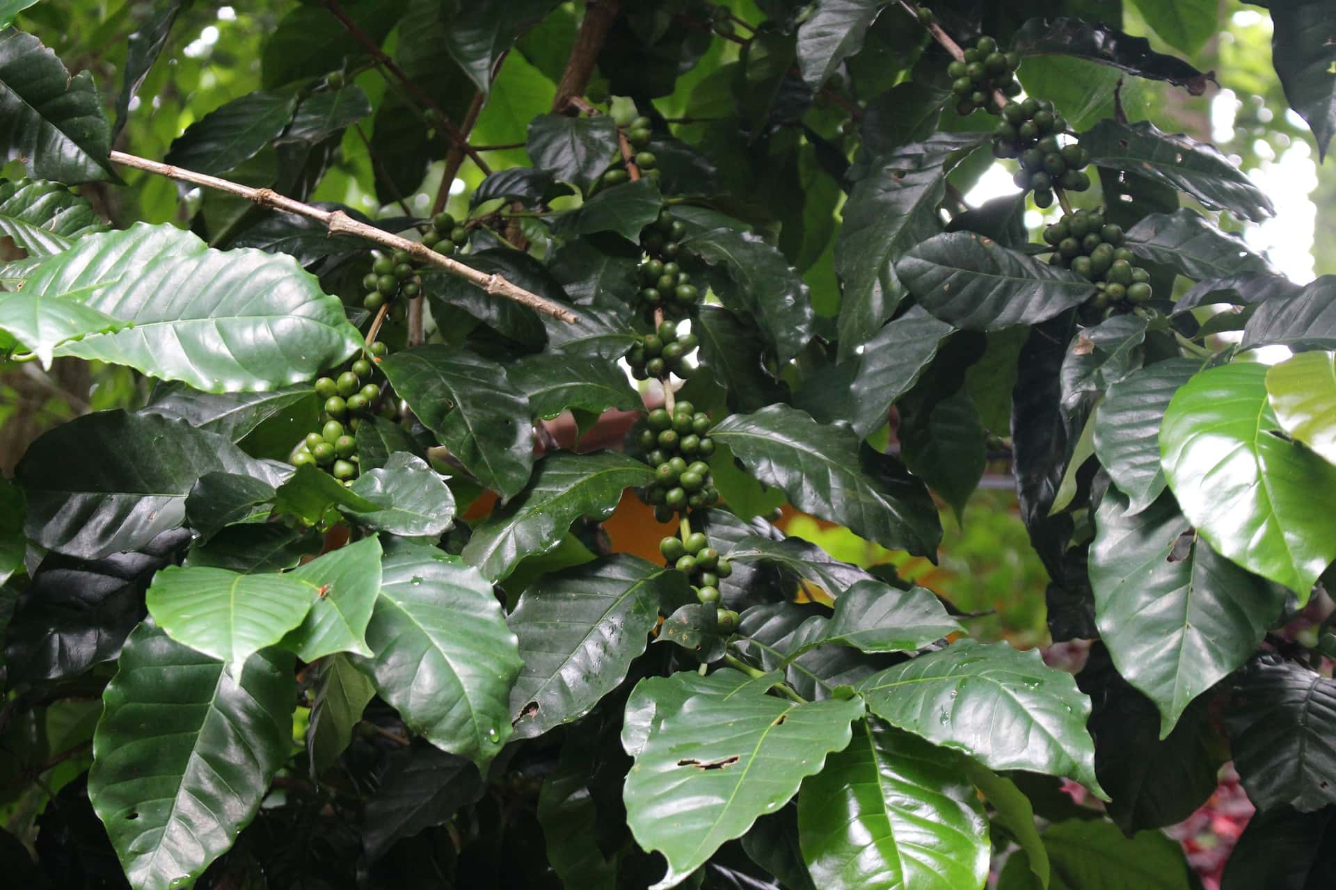 Doi Suthep Temple & Hmong Hill Tribe Village Half-Day (Hotel Pick) Trips and Day Trips3