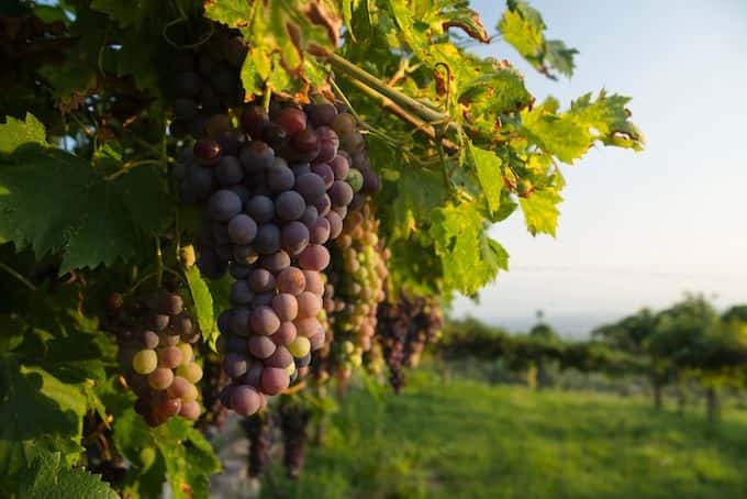 Amarone wine E-bike tour1