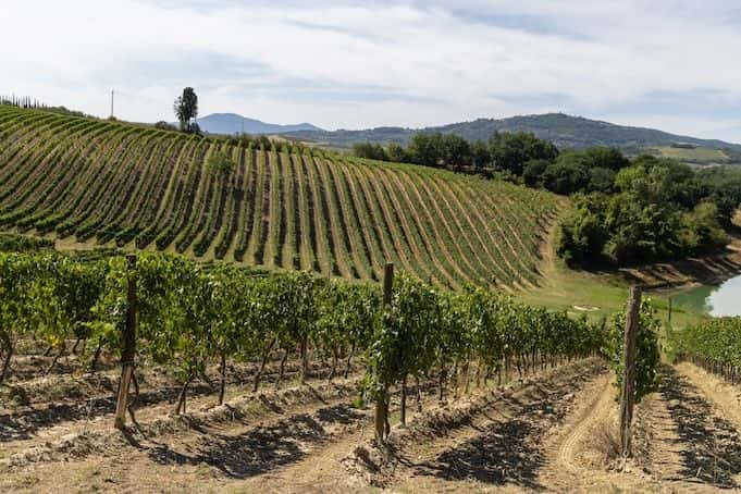 Organic Brunello wine tour with lunch in Montalcino1