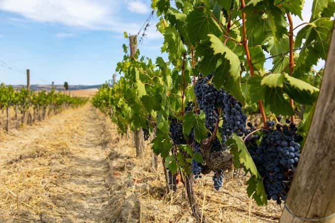 Organic Brunello wine tour with lunch in Montalcino2