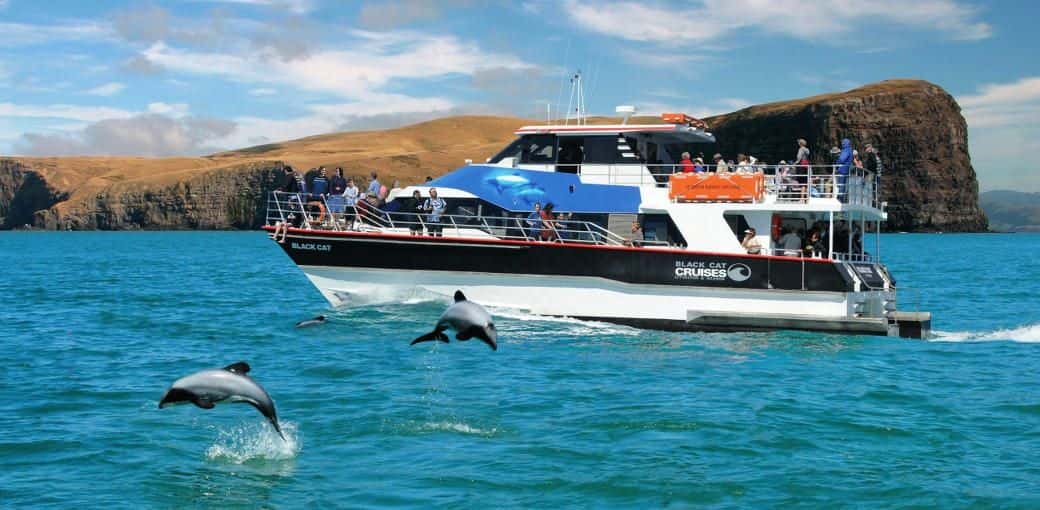 Akaroa Dolphin Swim Experience1