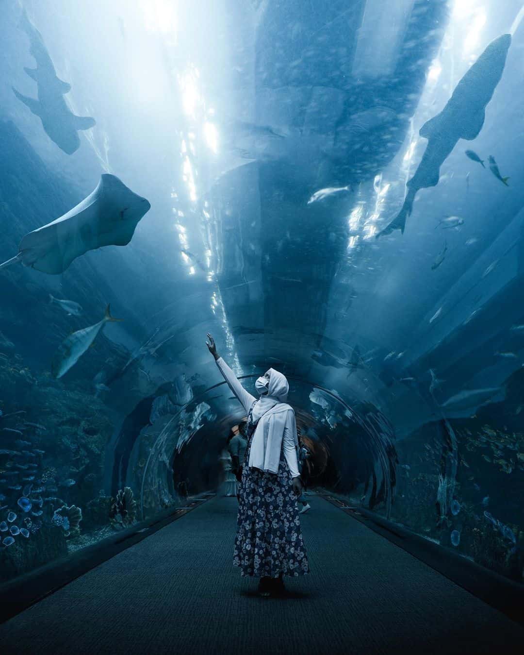 พิพิธภัณฑ์สัตว์น้ำและสวนสัตว์ใต้น้ำดูไบ1