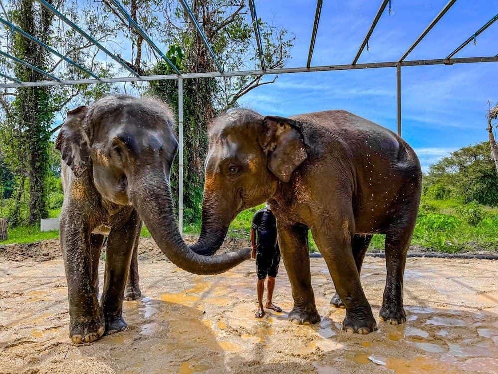 Phuket Elephant Care Trips and Day Trips3