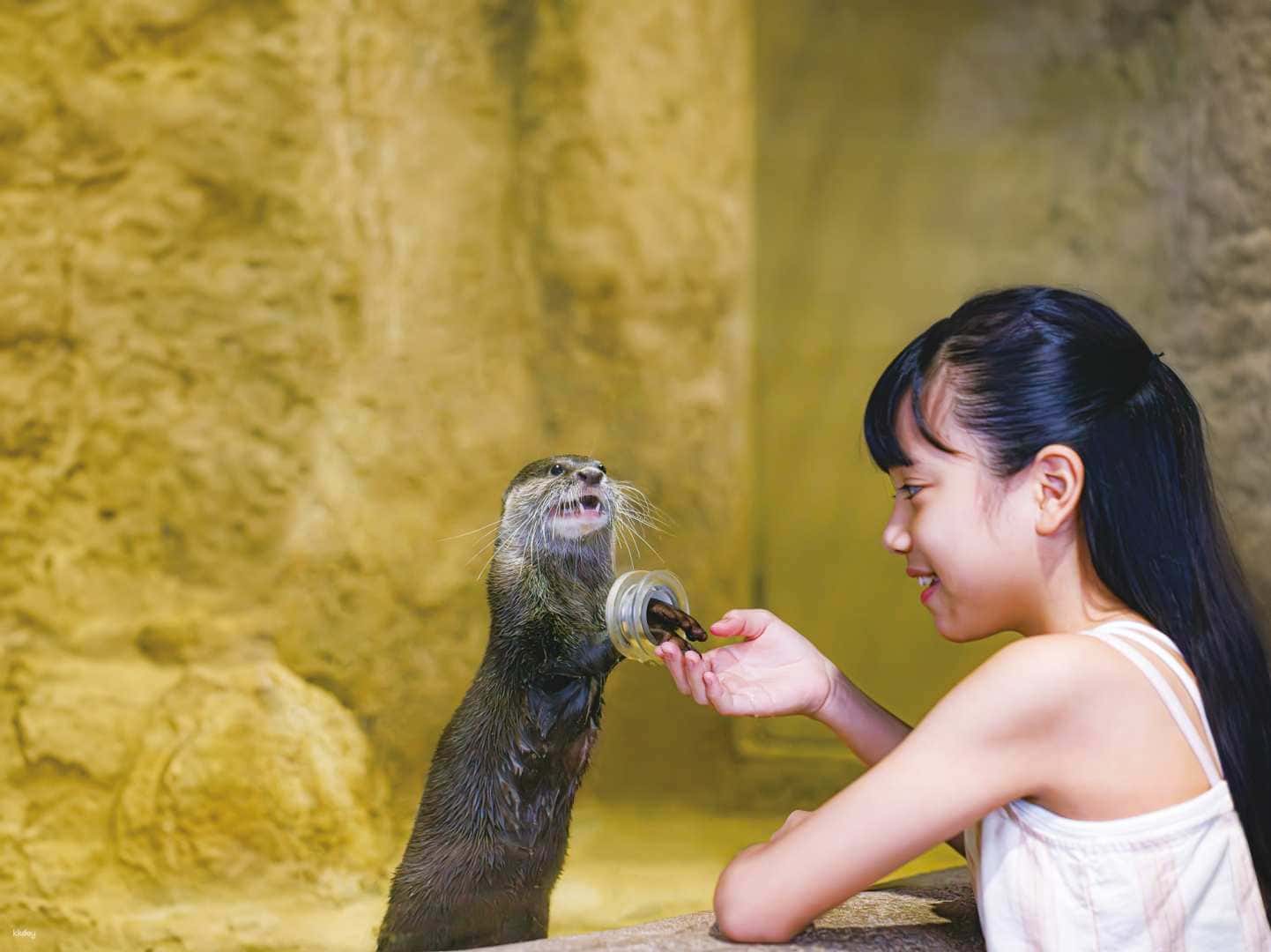 [Limited 10% OFF] DMM Kariyushi Aquarium Ticket in Okinawa | Japan Trips and Day Trips1