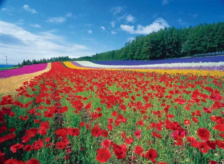 [Early Bird Limited Offer | 50% OFF] Furano, Hokkaido 1-Day Tour: Farm Tomita - Irodori Field, Shikisai-no-oka in Biei, & Shirogane Blue Pond | Departure from Sapporo ทริปเที่ยว และเดย์ทริป1