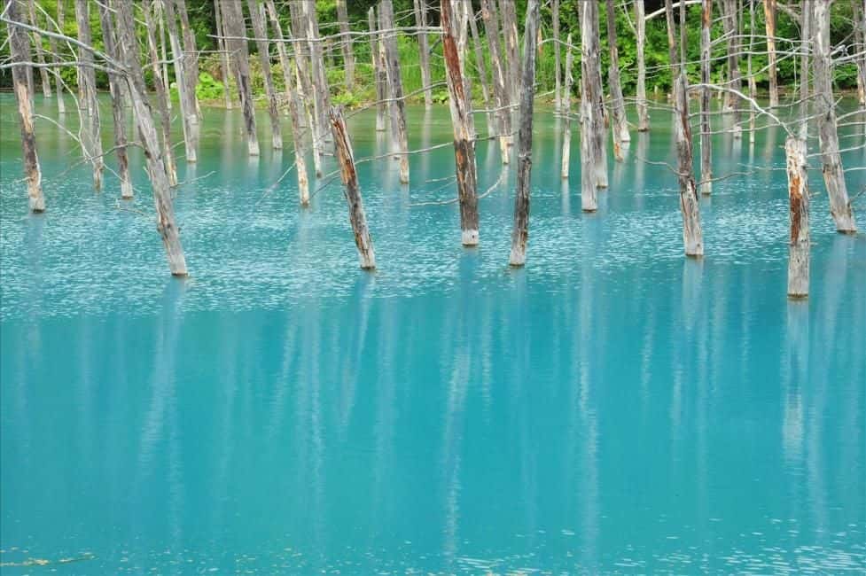 [Early Bird Limited Offer | 50% OFF] Furano, Hokkaido 1-Day Tour: Farm Tomita - Irodori Field, Shikisai-no-oka in Biei, & Shirogane Blue Pond | Departure from Sapporo ทริปเที่ยว และเดย์ทริป2