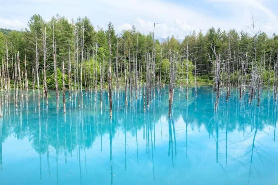 [Early Bird Limited Offer | 50% OFF] Furano, Hokkaido 1-Day Tour: Farm Tomita - Irodori Field, Shikisai-no-oka in Biei, & Shirogane Blue Pond | Departure from Sapporo ทริปเที่ยว และเดย์ทริป3