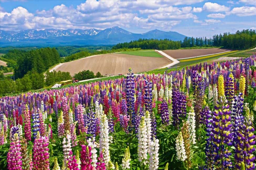 [Early Bird Limited Offer | 50% OFF] Furano, Hokkaido 1-Day Tour: Farm Tomita - Irodori Field, Shikisai-no-oka in Biei, & Shirogane Blue Pond | Departure from Sapporo ทริปเที่ยว และเดย์ทริป4