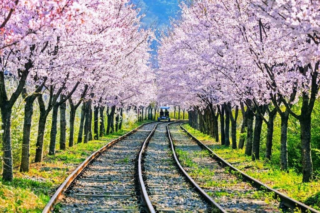 ทัวร์รถบัส 1 วันไปเกาะนามิ | เที่ยวเกาะนามิ หมู่บ้านฝรั่งเศส (Petite France) ขี่จักรยานบนรางรถไฟ (คังชอนเรลไบค์) | เกาหลีใต้  เกาหลี - เมืองทั้งหมด - กังวอน - คยองกี - โซล ทริปเที่ยว และเดย์ทริป4