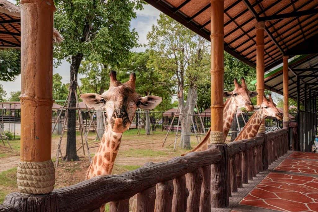 Sriayuthaya Lion Park Admission Ticket2