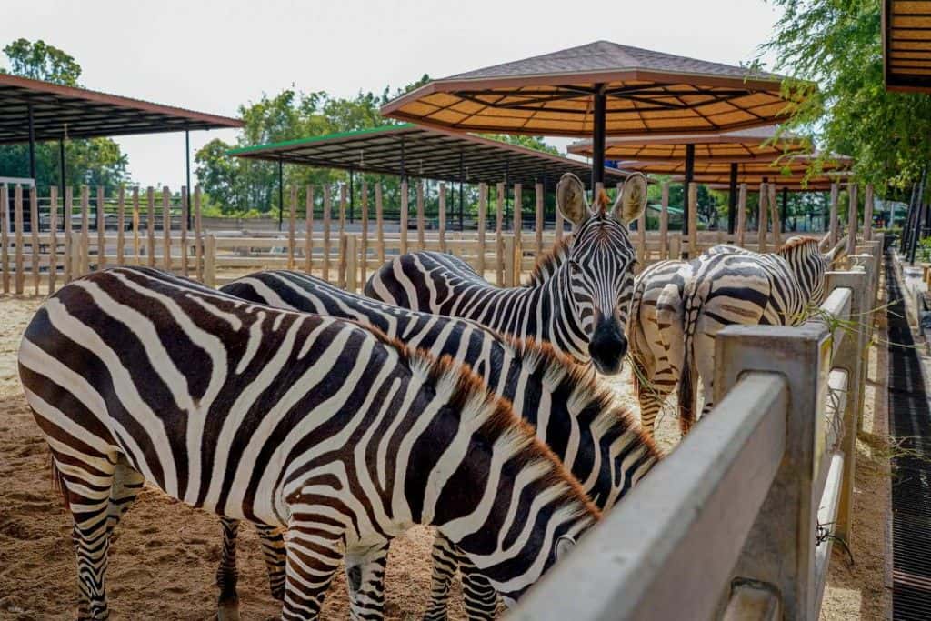 Sriayuthaya Lion Park Admission Ticket3
