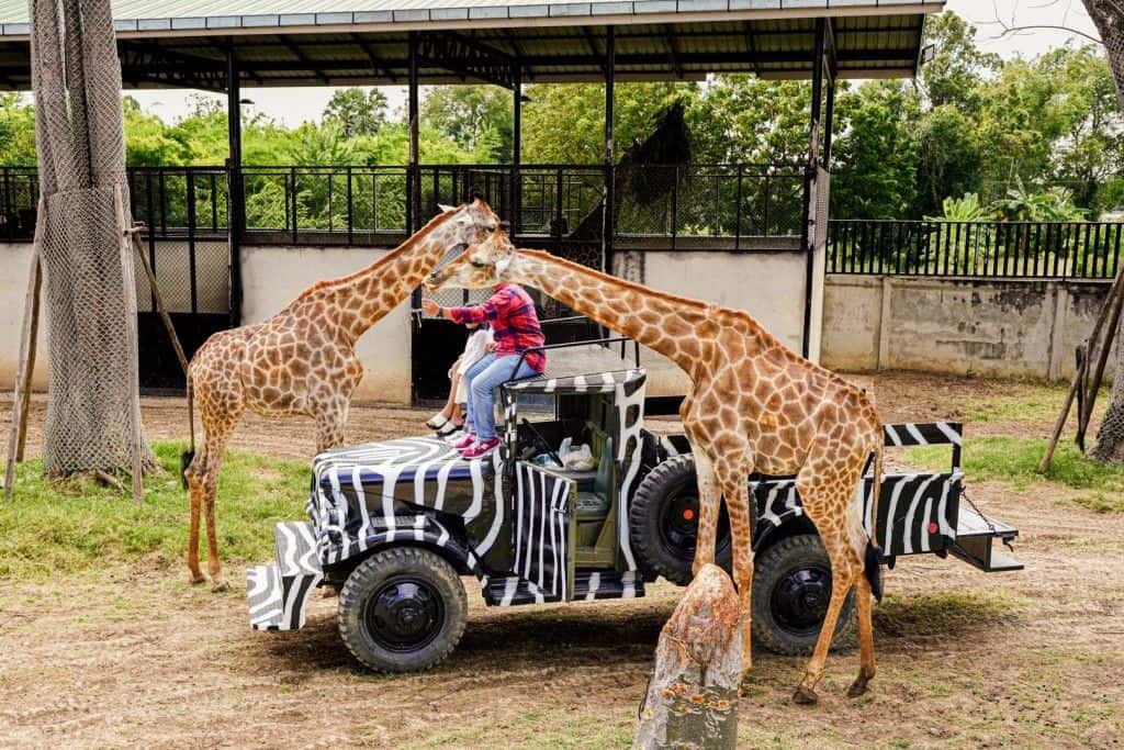 Sriayuthaya Lion Park Admission Ticket4