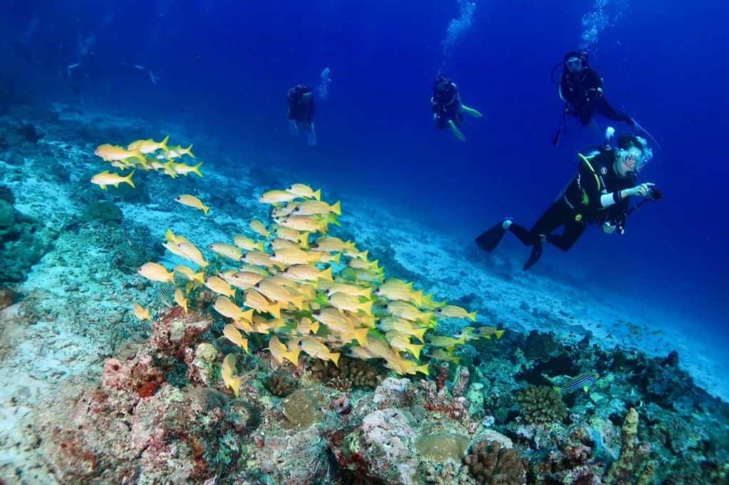 Similan Full Day Liveaboard and Diving Experience from Phuket2