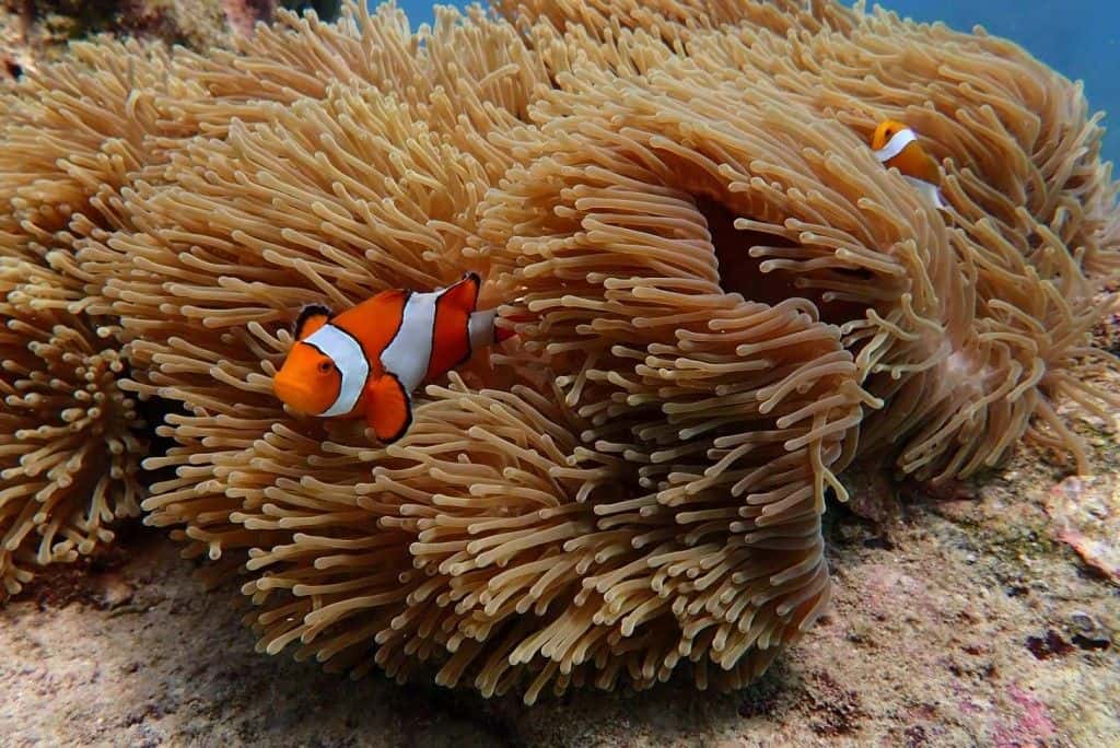 Similan Full Day Liveaboard and Diving Experience from Phuket4