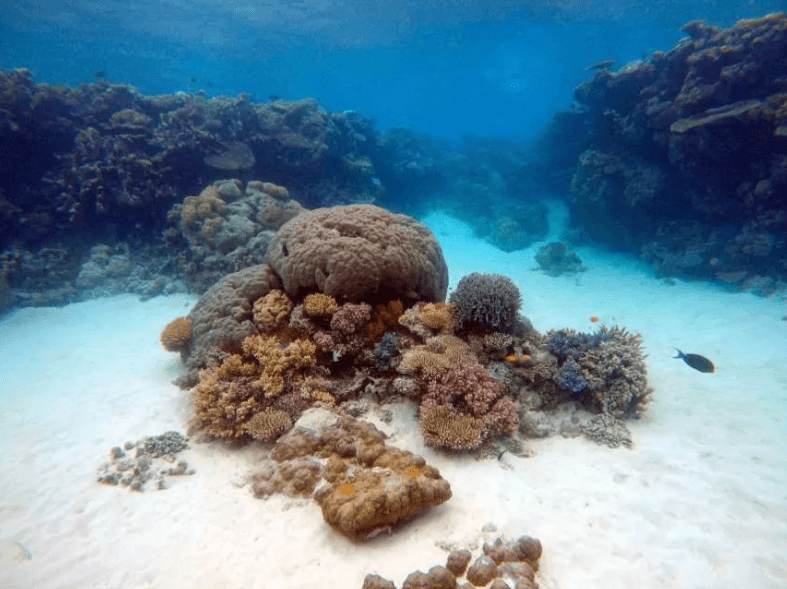ดำน้ำลึกหรือดำน้ำตื้นครั้งแรกกับ Manta Marina | พัทยา ทริปเที่ยว และเดย์ทริป1