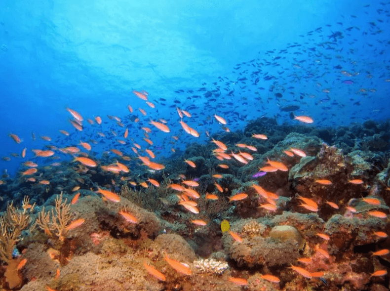 ดำน้ำลึกหรือดำน้ำตื้นครั้งแรกกับ Manta Marina | พัทยา ทริปเที่ยว และเดย์ทริป2