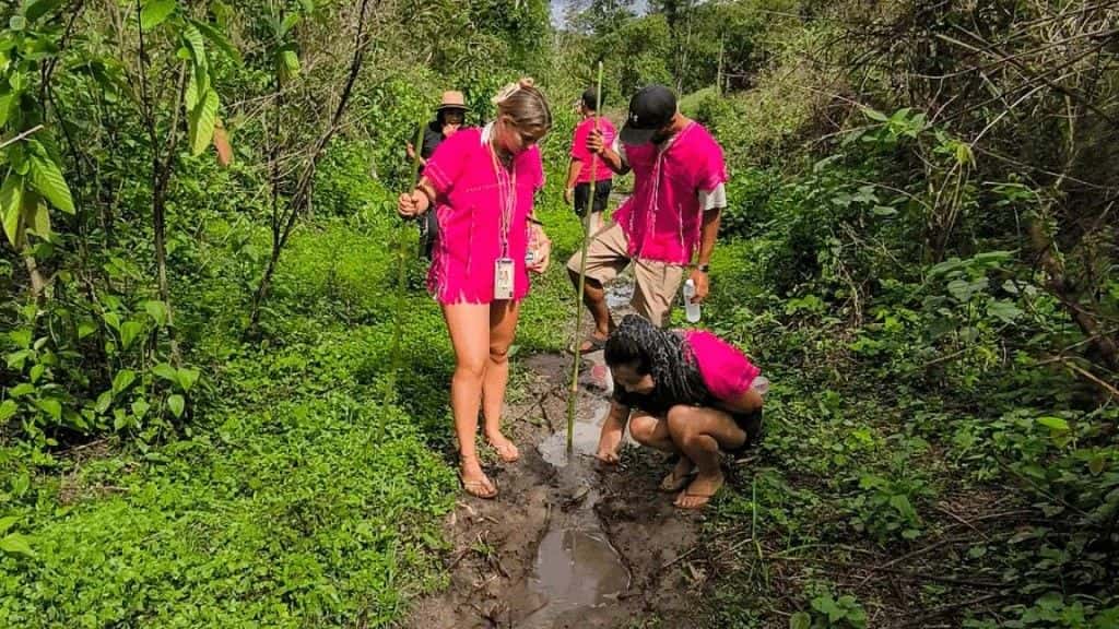 Elephant Observation & Doi Inthanon Hiking | Chiang Mai1