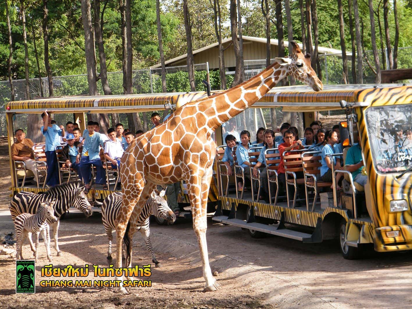 สวนสัตว์เชียงใหม่ ไนท์ ซาฟารี (Chiang Mai Night Safari)2
