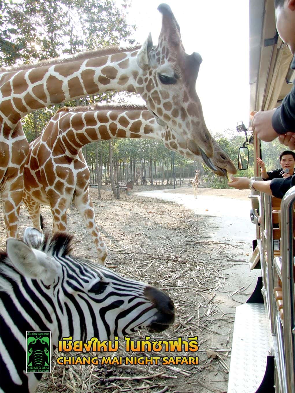 สวนสัตว์เชียงใหม่ ไนท์ ซาฟารี (Chiang Mai Night Safari)3