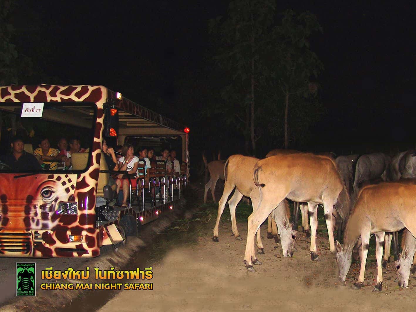 สวนสัตว์เชียงใหม่ ไนท์ ซาฟารี (Chiang Mai Night Safari)1