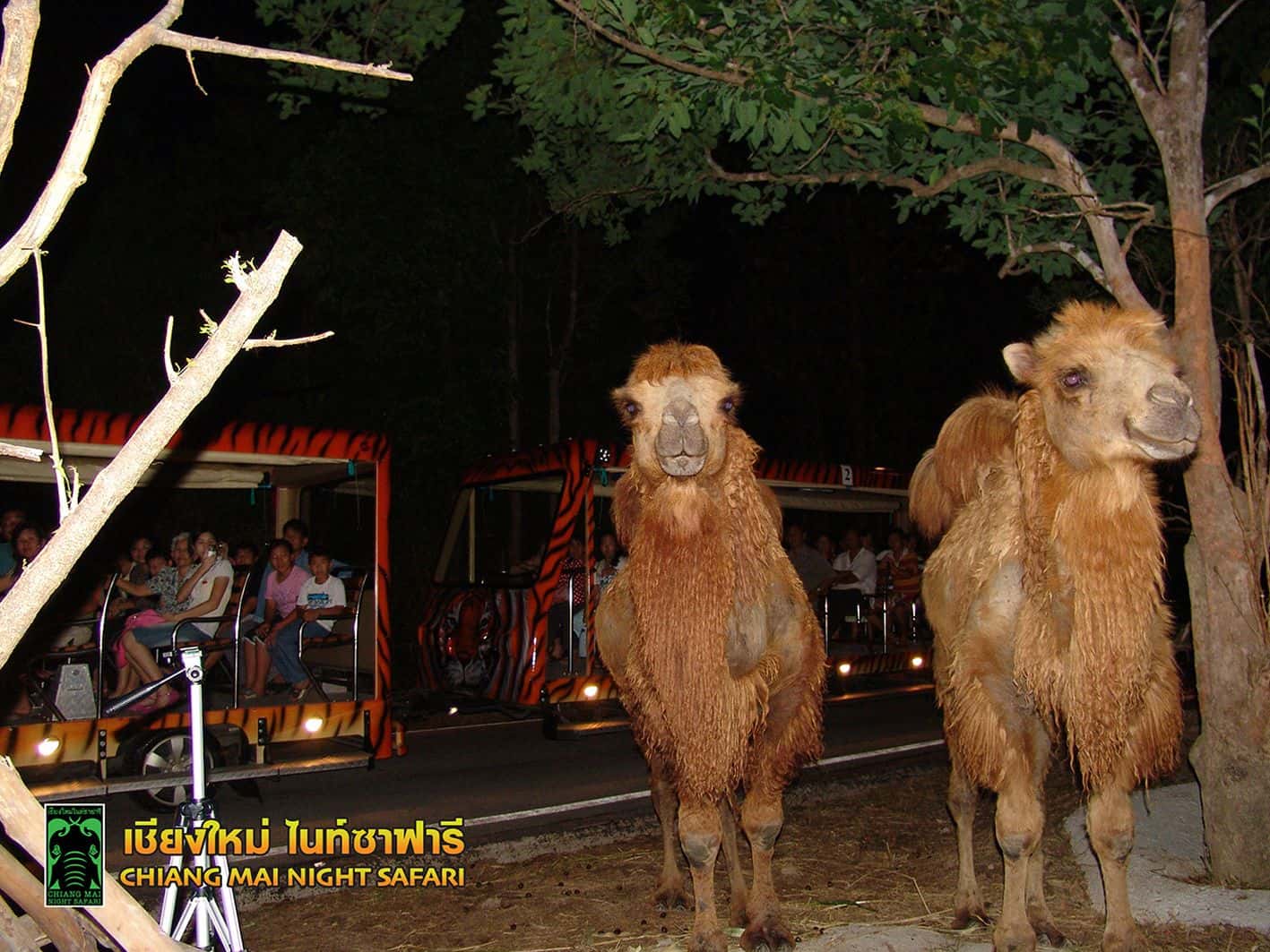 สวนสัตว์เชียงใหม่ ไนท์ ซาฟารี (Chiang Mai Night Safari)4