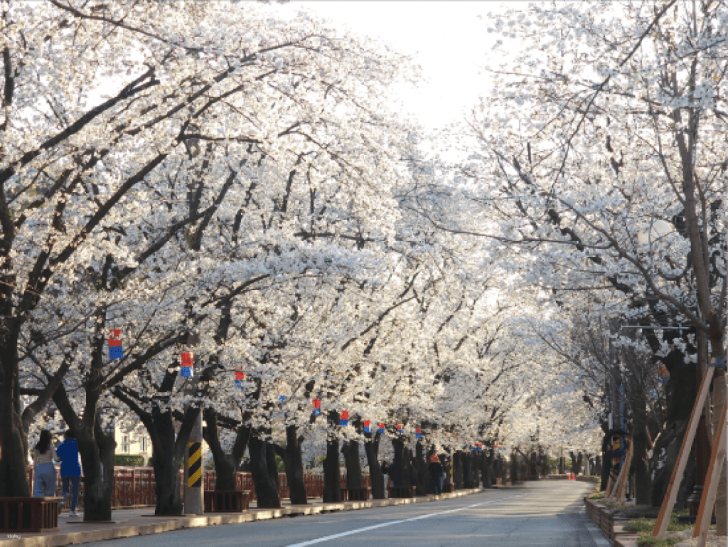 ทัวร์หนึ่งวันในคยองกีโด ｜สวนนกบีโกเนียกาพยอง เกาะนามิ ฟาร์มแฮปปี้มีโดว์ส สวนน้ำและโกคาร์ทกาพยองสปีดโซน กระเช้าลอยฟ้าซามักซาน รถราง สวน Garden of Morning Calm หมู่บ้านอิตาลี Petite France ถนนเอเดนซากุระบาน + ซาวน่า AQUAFIELD ｜ออกเดินทางจากโซล ทริปเที่ยว และเดย์ทริป1