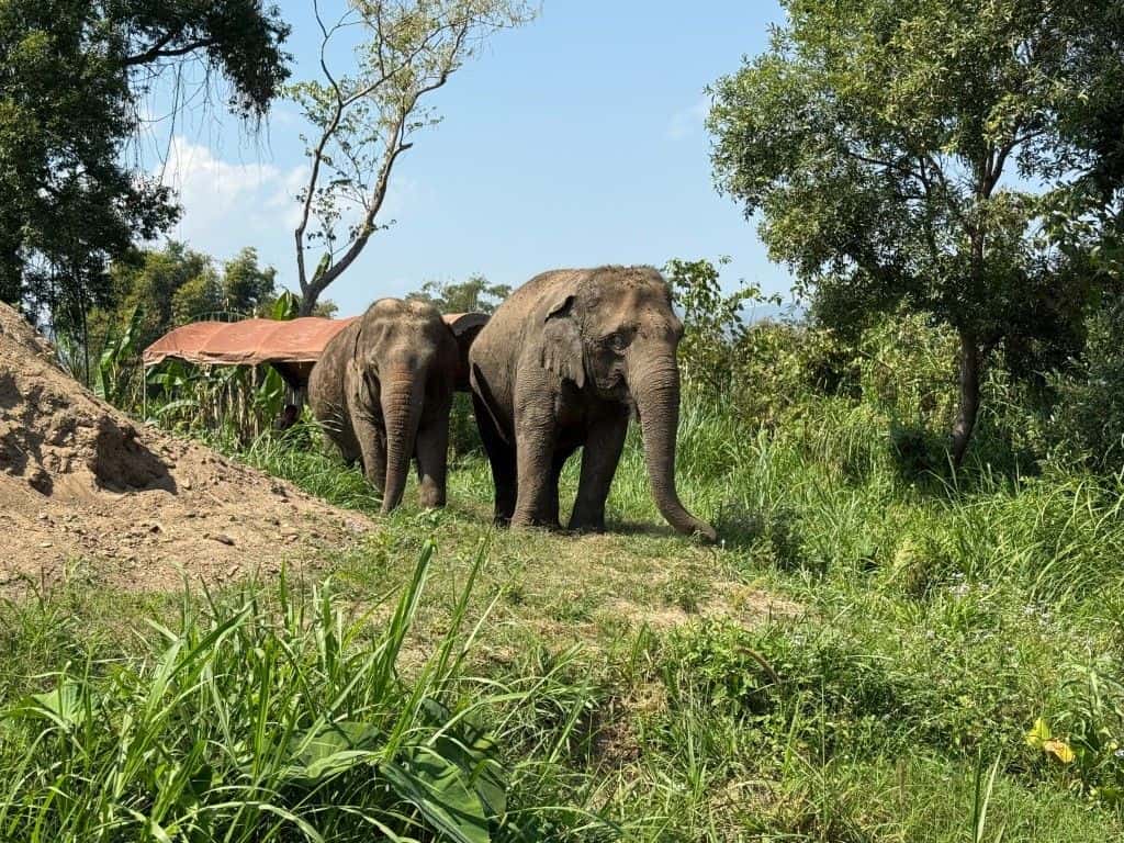 Full Day : Elephant Sanctuary, Wat Ban Den, Sticky Waterfall I Chiang Mai Trips and Day Trips1