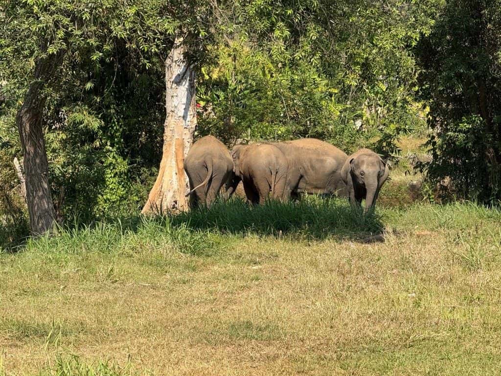 Full Day : Elephant Sanctuary, Wat Ban Den, Sticky Waterfall I Chiang Mai Trips and Day Trips2