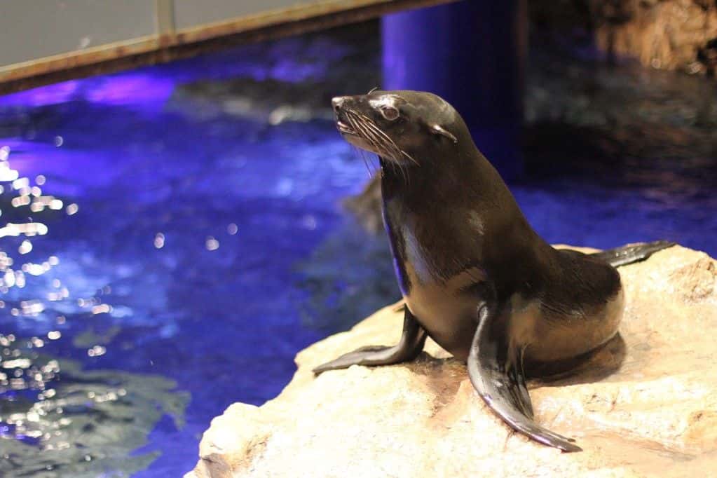 SKYTREE® Enjoy Pack Sumida Aquarium Plan3