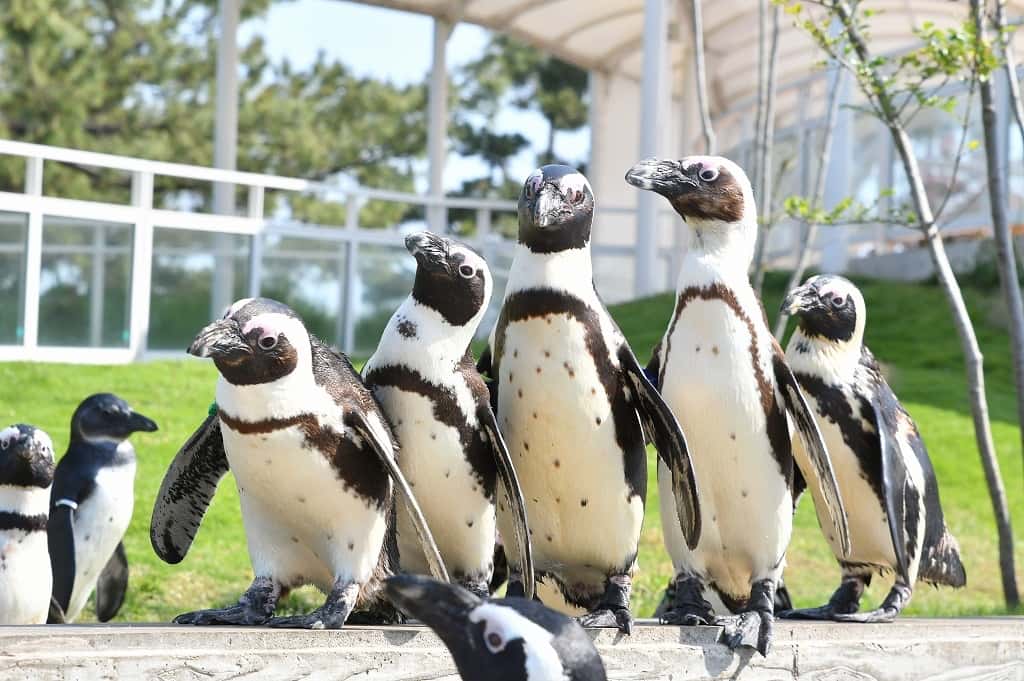 บัตรเข้าชมพิพิธภัณฑ์สัตว์น้ำอุมิโนะนากะมิจิมารีนเวิลด์ (Uminonakamichi Marine World) ในฟุกุโอกะ (ใช้ได้ภายใน 90 วัน)1