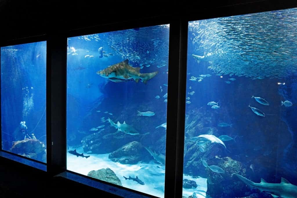 บัตรเข้าชมพิพิธภัณฑ์สัตว์น้ำอุมิโนะนากะมิจิมารีนเวิลด์ (Uminonakamichi Marine World) ในฟุกุโอกะ (ใช้ได้ภายใน 90 วัน)2