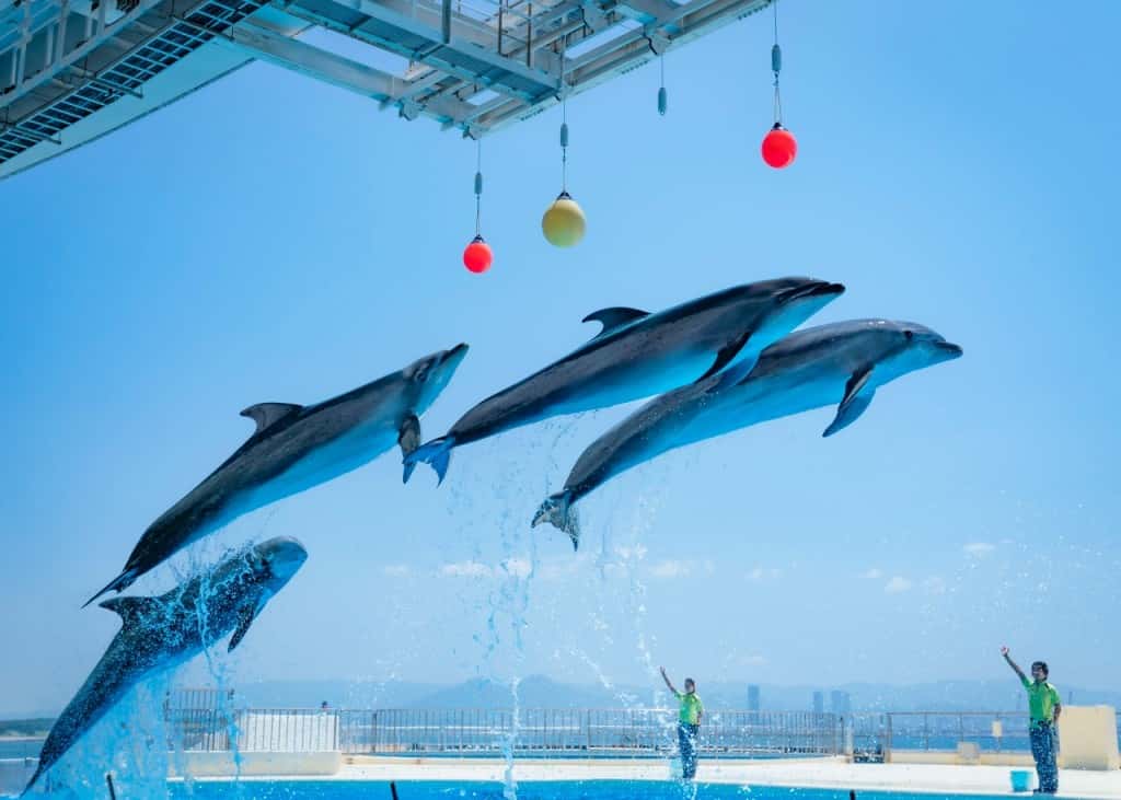 บัตรเข้าชมพิพิธภัณฑ์สัตว์น้ำอุมิโนะนากะมิจิมารีนเวิลด์ (Uminonakamichi Marine World) ในฟุกุโอกะ (ใช้ได้ภายใน 90 วัน)4