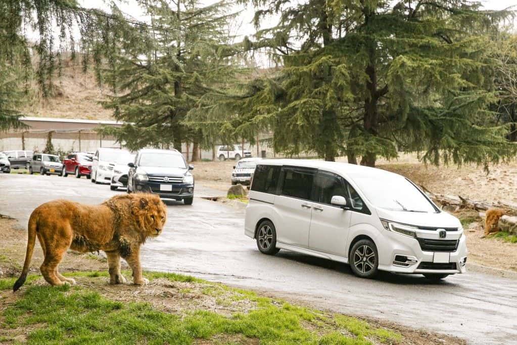 Gunma Safari Park Admission E-ticket2