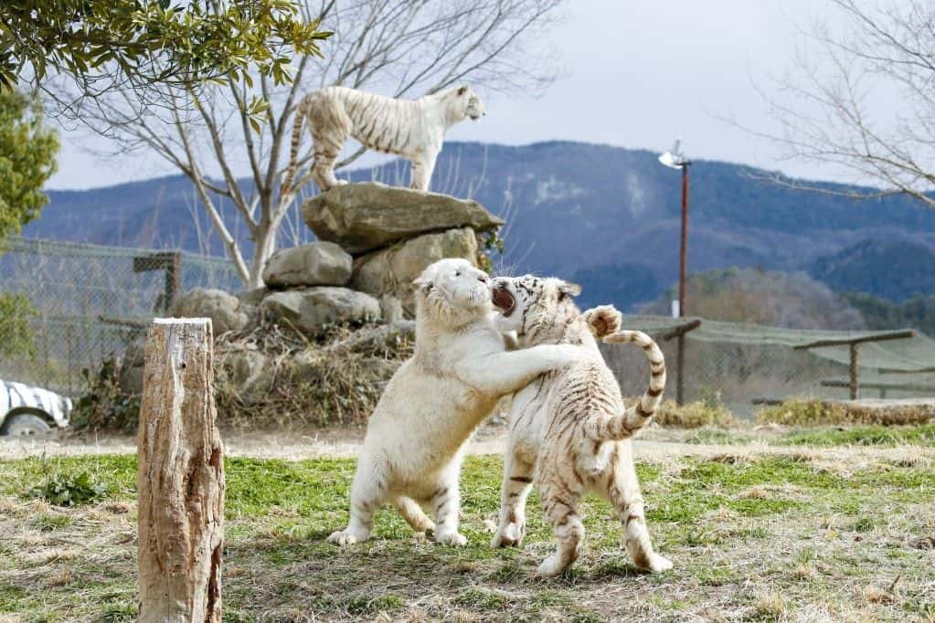 Gunma Safari Park Admission E-ticket3